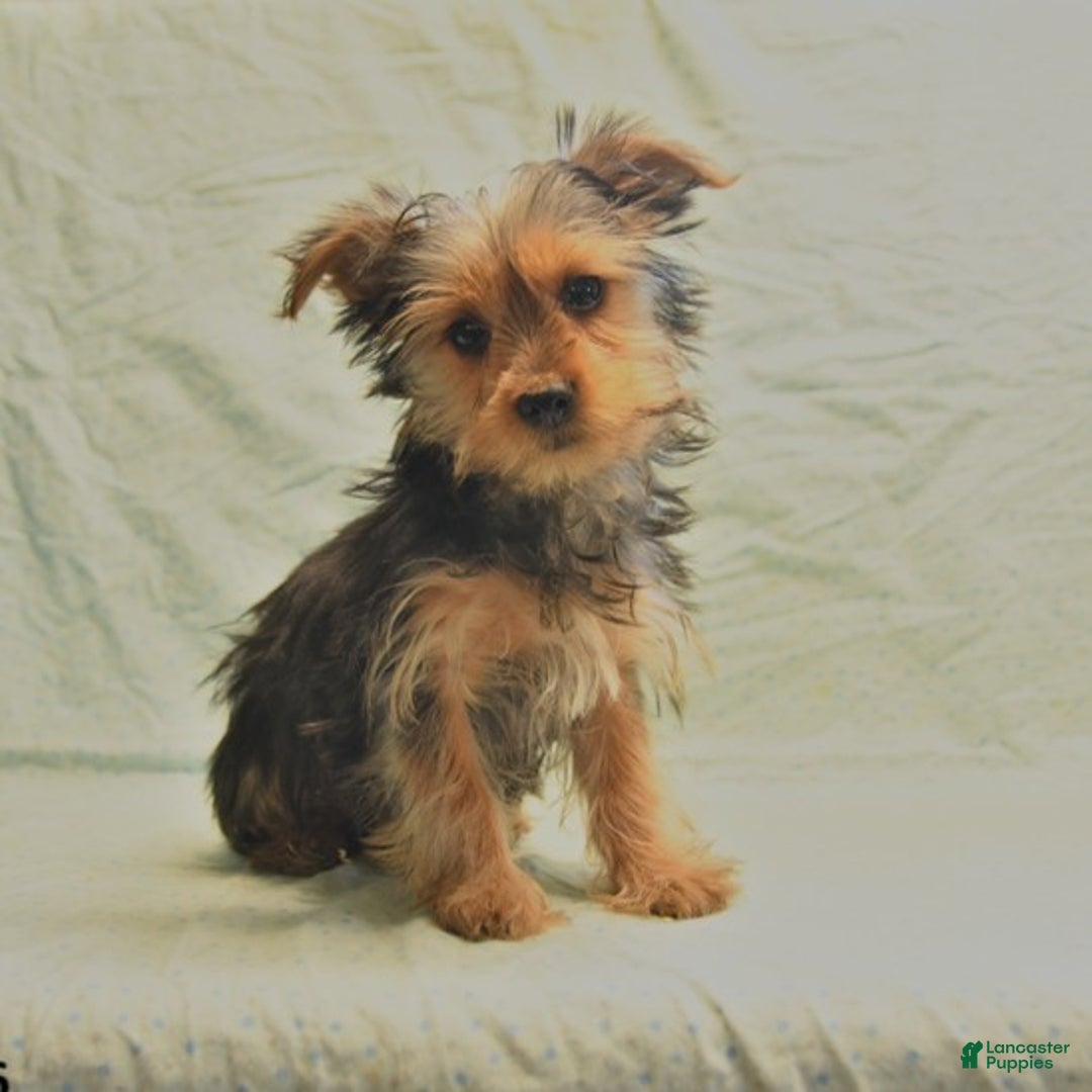 Yorkshire Terrier dogs for sale: Davis - Ad 1