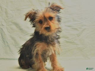 Yorkshire Terrier dogs Davis - Ad 33