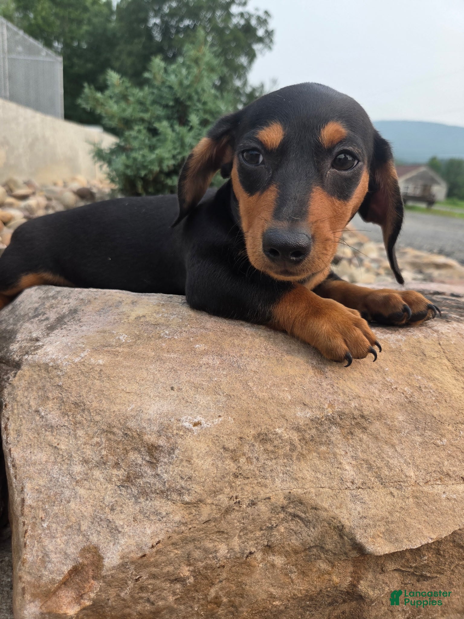 Miniature Dachshund dogs IGOR - Ad 1