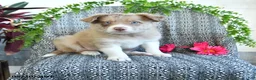 Border Collie dogs for sale: Reva - Ad 3