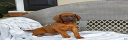 Redbone Coonhound dogs for sale: Blaze - Ad 4