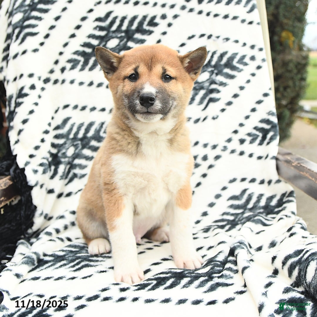 Shiba Inu dogs for sale: Nick  - Ad 3