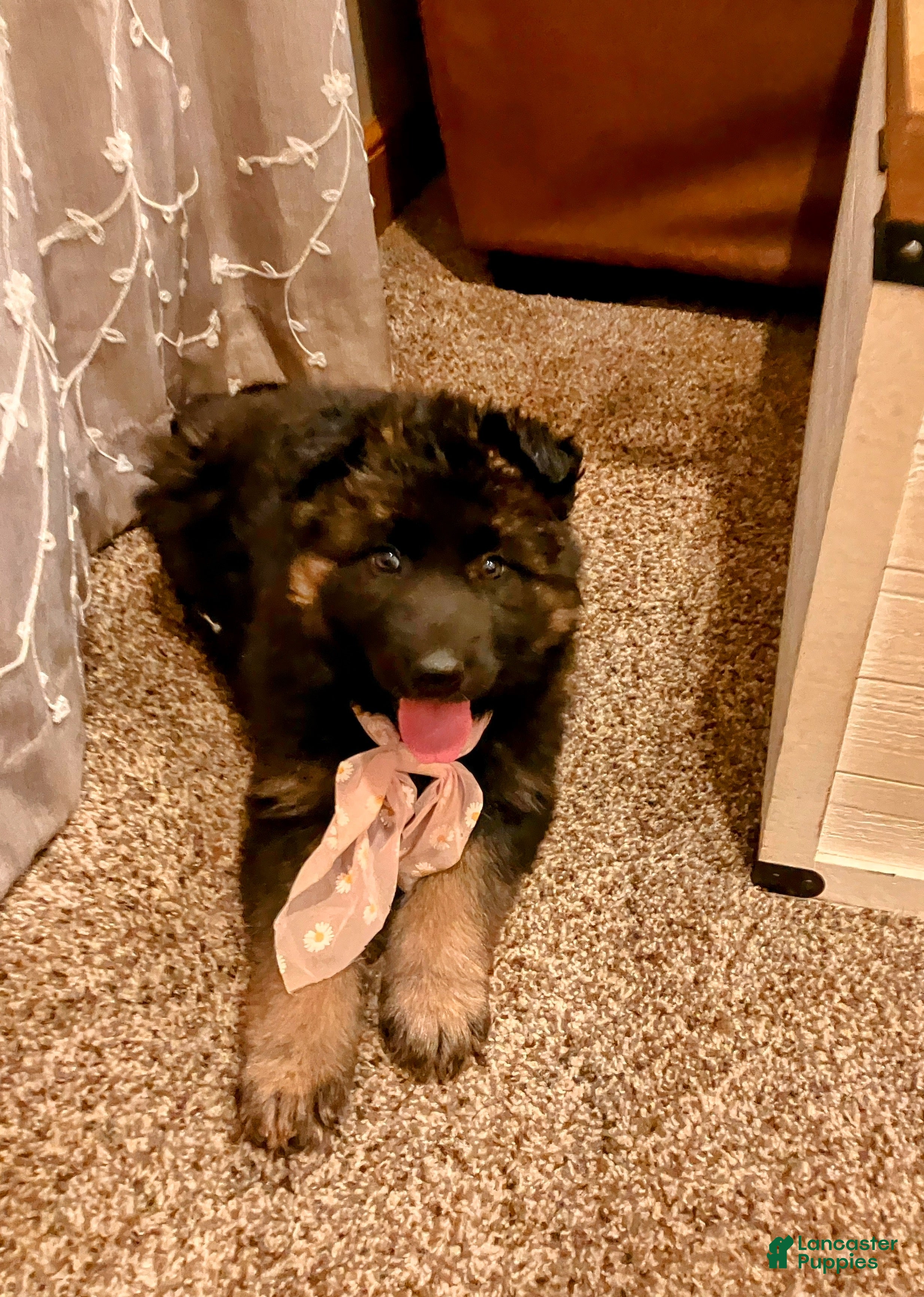 German Shepherd dogs ♥️SWEET ZARA♥️ - Ad 8