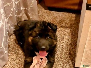 German Shepherd dogs ♥️SWEET ZARA♥️ - Ad 8