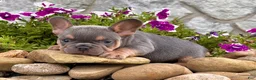 French Bulldog dogs for sale: Tubby - Ad 3