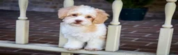 Shihpoo dogs for sale: Sullivan - Ad 17