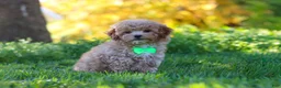 Yorkiepoo dogs for sale: Theo - Ad 3