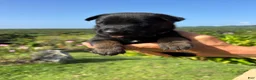 Belgian Malinois dogs for sale: Belgian Malinois 5 (Neo) - Ad 3