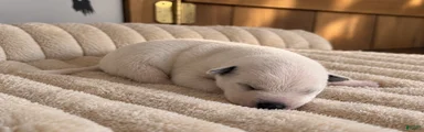 Puppy 9