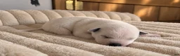 Mixed Breed dogs for sale: Puppy 9 - Ad 1