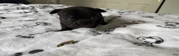 French Bulldog dogs for sale: T’Challa - Ad 5