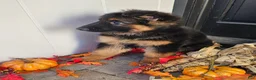 German Shepherd dogs for sale: Sarge - Ad 3