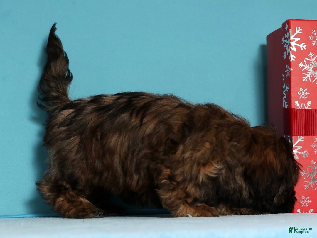 Teddy Bear dogs for sale: Cookie - Ad 2