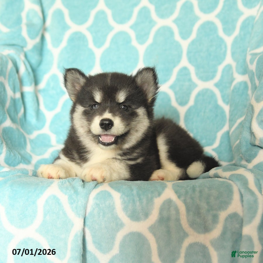 Pomsky dogs Havana - Ad 2