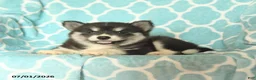 Pomsky dogs for sale: Havana - Ad 2
