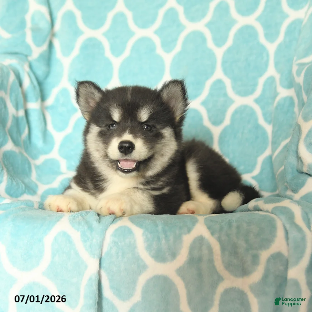 Pomsky dogs for sale: Havana - Ad 2