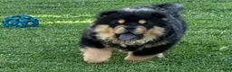 Chow Chow dogs for sale: Teddy  - Ad 5