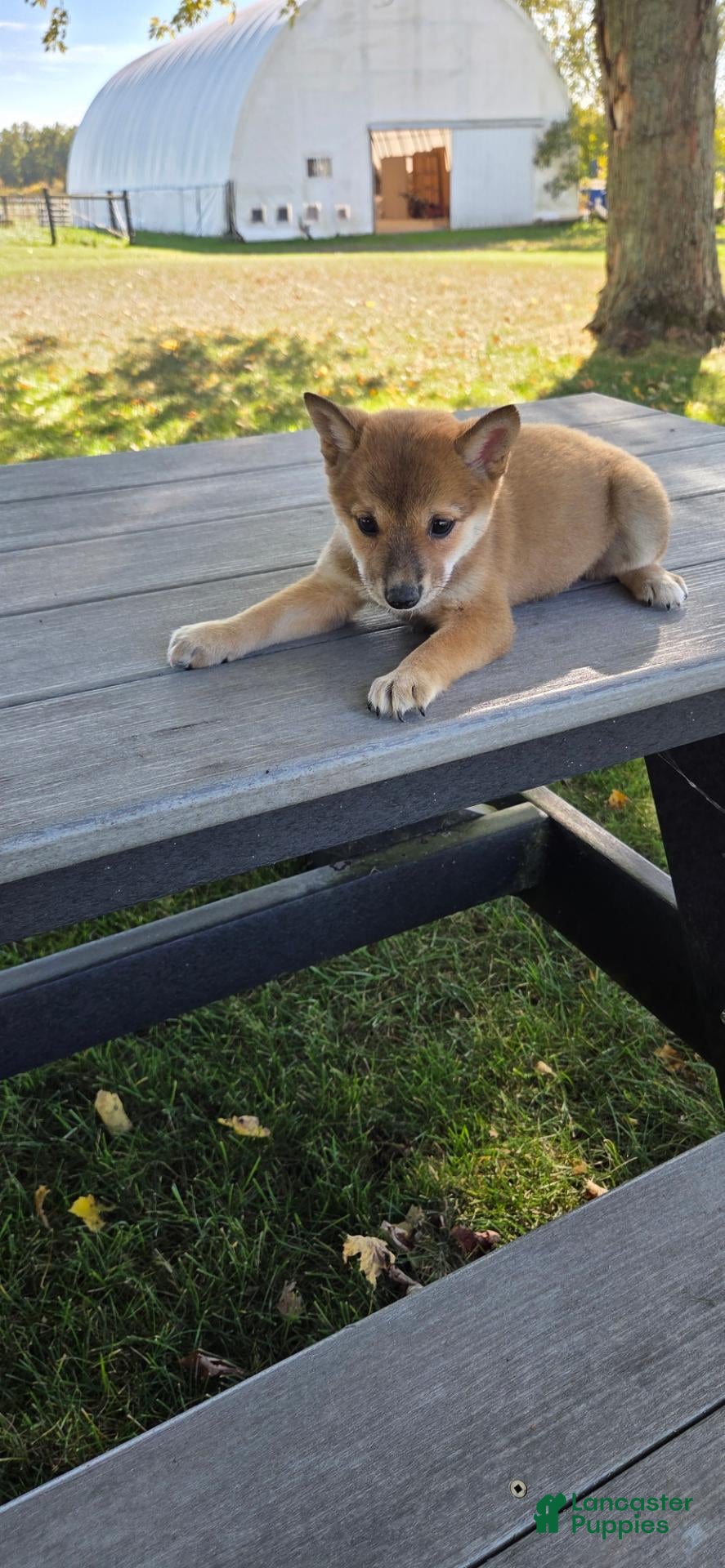 Shiba Inu (Shiba Inu, Female) in Orwell, OH