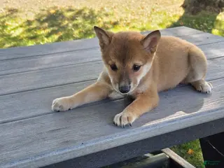 Shiba Inu dogs Shiba Inu 5 - Ad 9