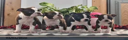Boston Terrier dogs for sale: Josie - Ad 5