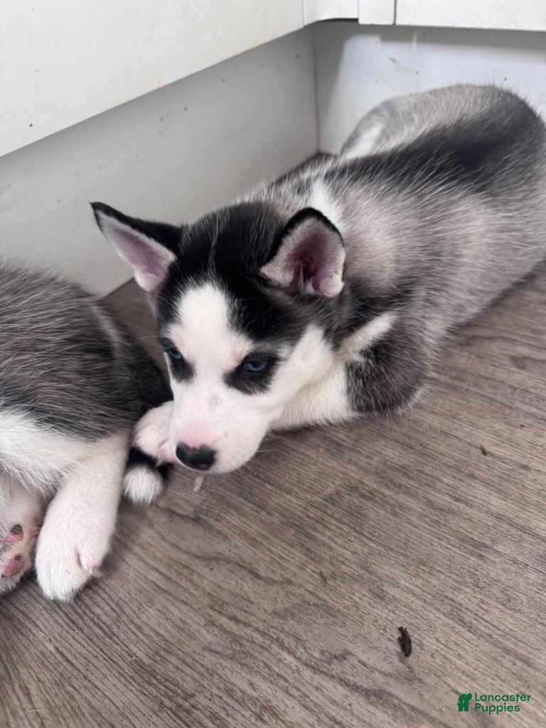 Siberian Husky dogs Siberian Husky 5 - Ad 11