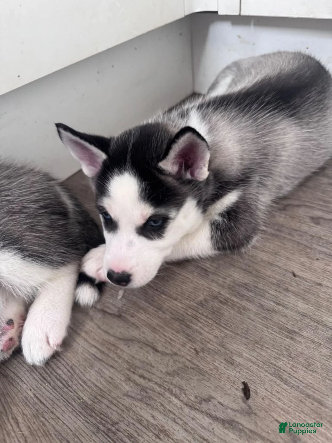 Siberian Husky dogs for sale: Siberian Husky 5 - Ad 1