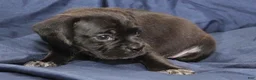 Puggle dogs for sale: Chewy - Ad 58
