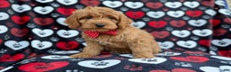 Cockapoo dogs for sale: Knox - Ad 3