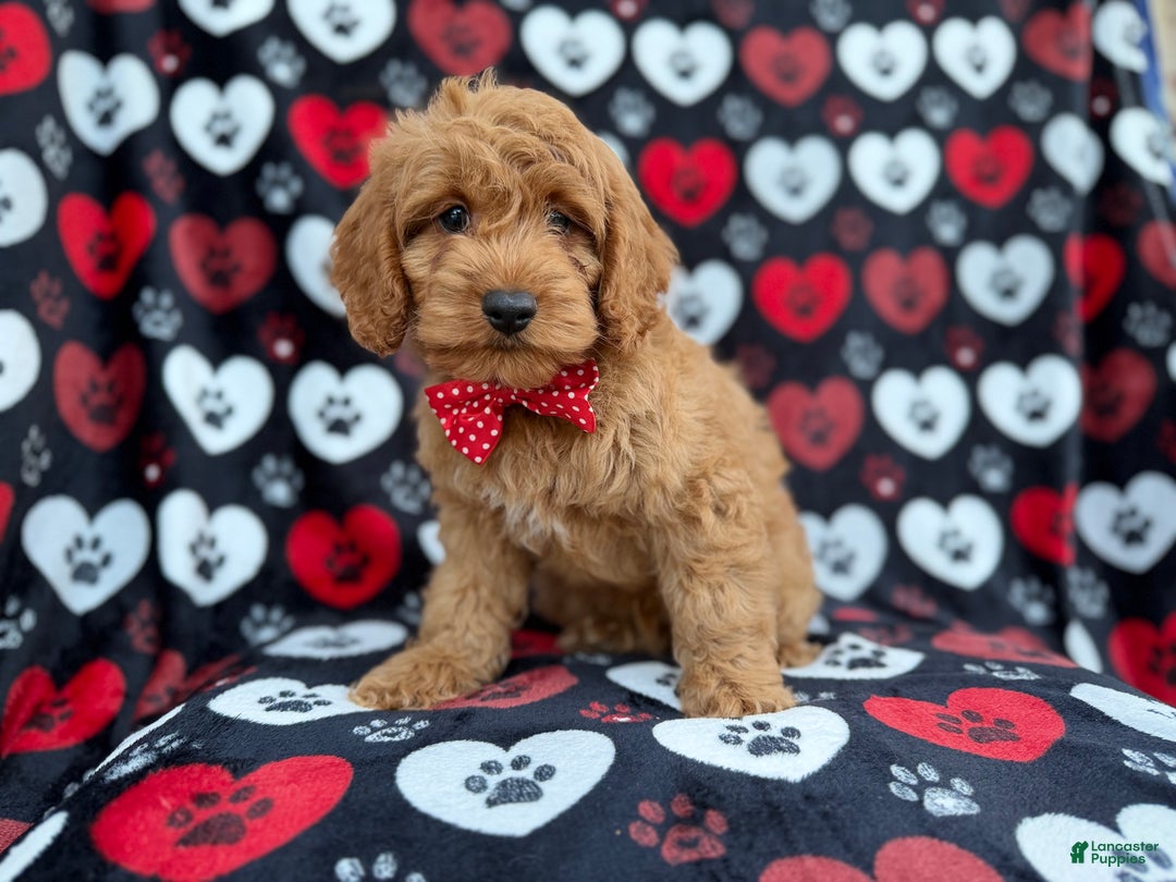 Cockapoo dogs for sale: Knox - Ad 3