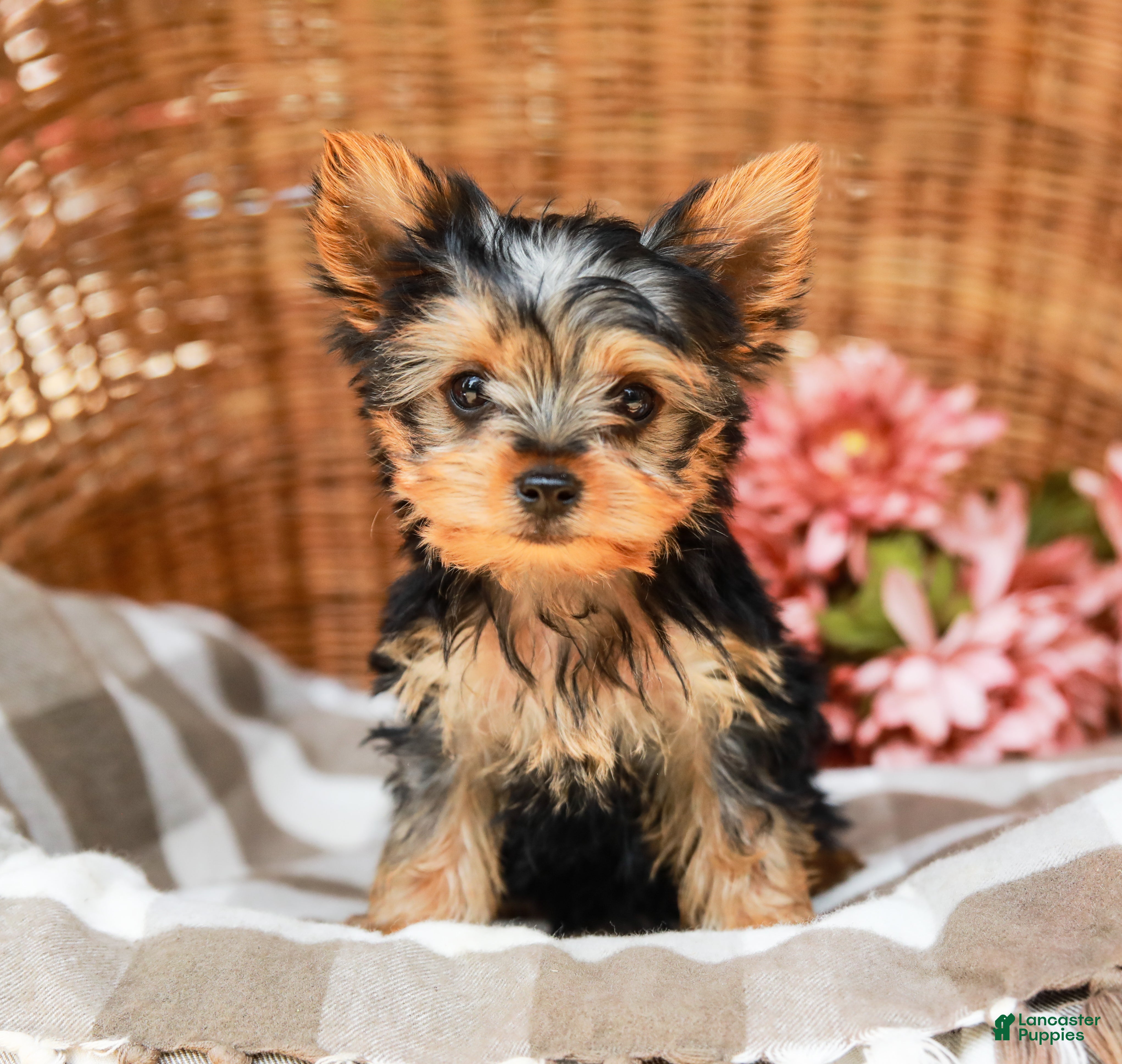 Yorkshire Terrier dogs Mickey - Ad 2