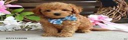 Cavapoo dogs for sale: Mickey - Ad 6