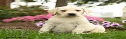 Labrador Retriever dogs for sale: Lily - Ad 3