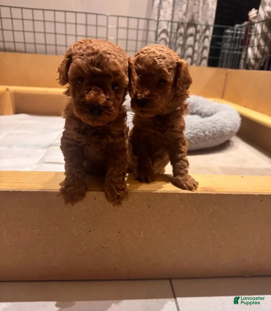 Maltipoo dogs for sale: Maya - Ad 8
