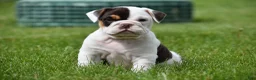 Beabull dogs for sale: Nova - Ad 2
