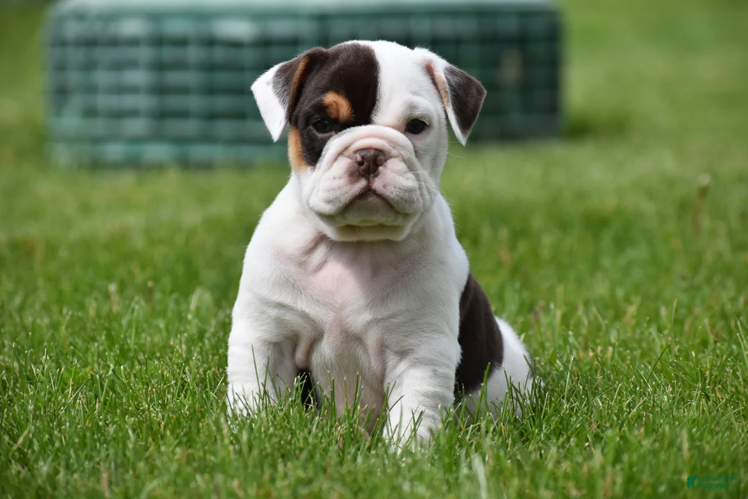 Beabull dogs for sale: Nova - Ad 2