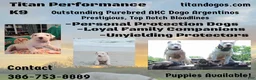 Dogo Argentino dogs for sale: Dogo Argentino Puppy 1 - Ad 17