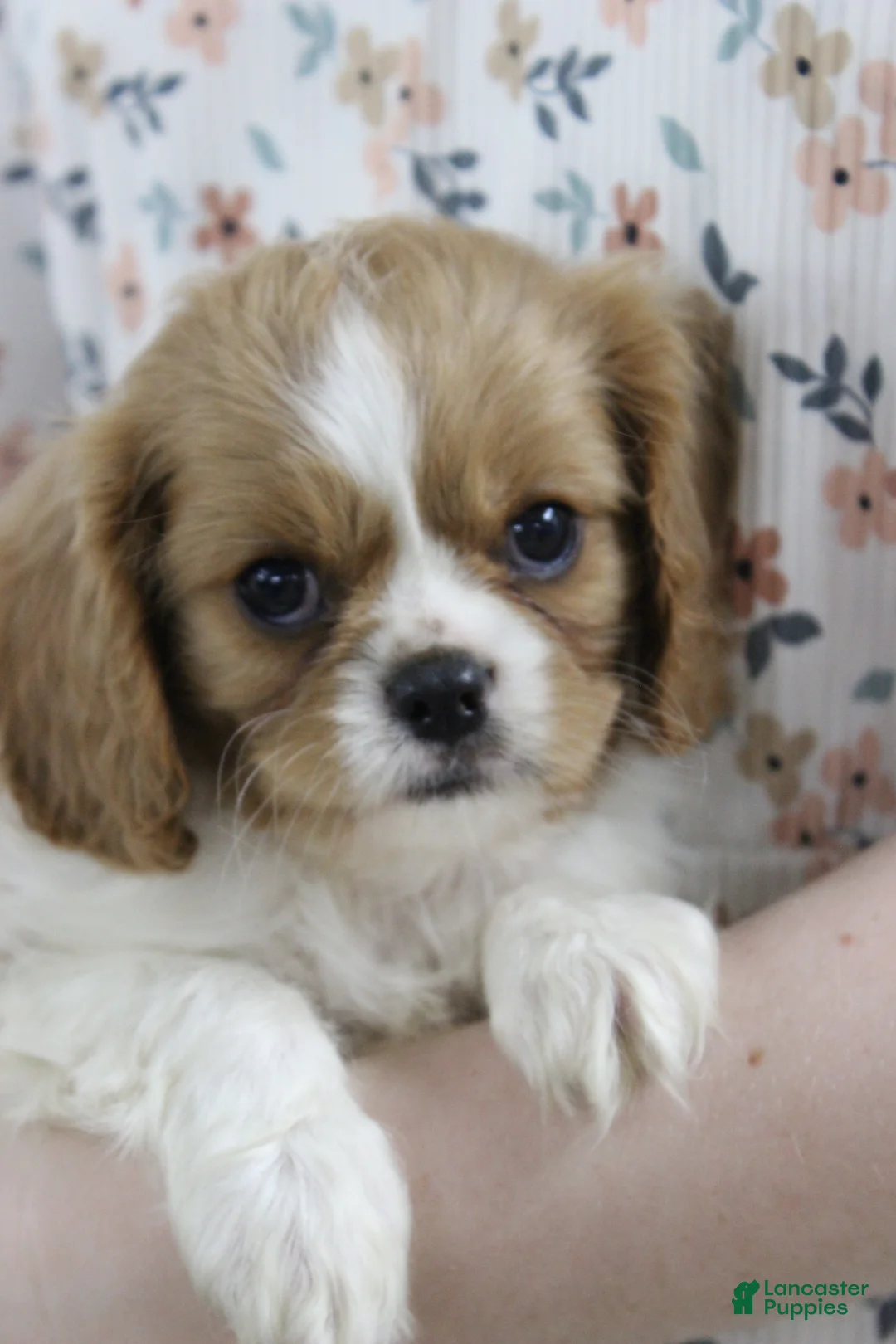 Cavalier King Charles Spaniel dogs for sale: Hayden - Ad 3