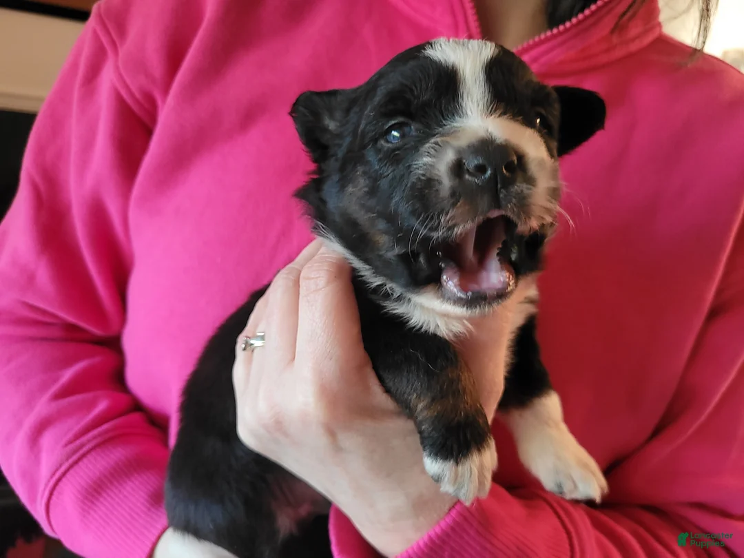 Australian Shepherd dogs for sale: Bucky - Ad 2