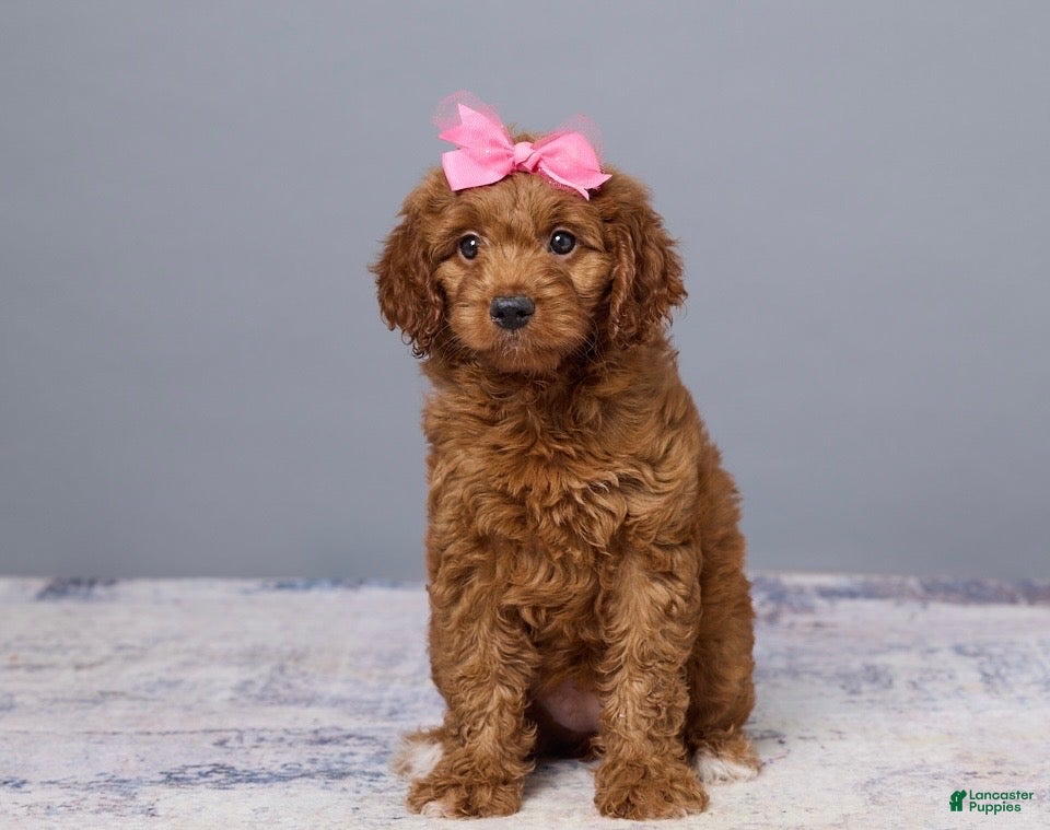 Mini Goldendoodle dogs Holly - Ad 1