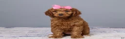 Mini Goldendoodle dogs for sale: Holly - Ad 1