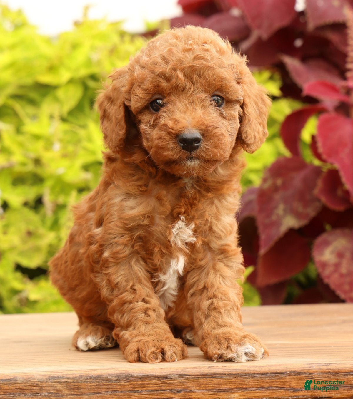 Miniature Poodle dogs Tori - Ad 2