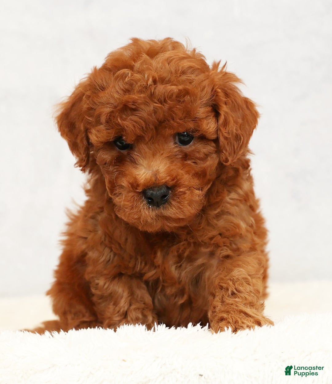Bichpoo dogs for sale: Elliot - Ad 6