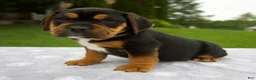 Beabull dogs for sale: Dakota - Ad 3