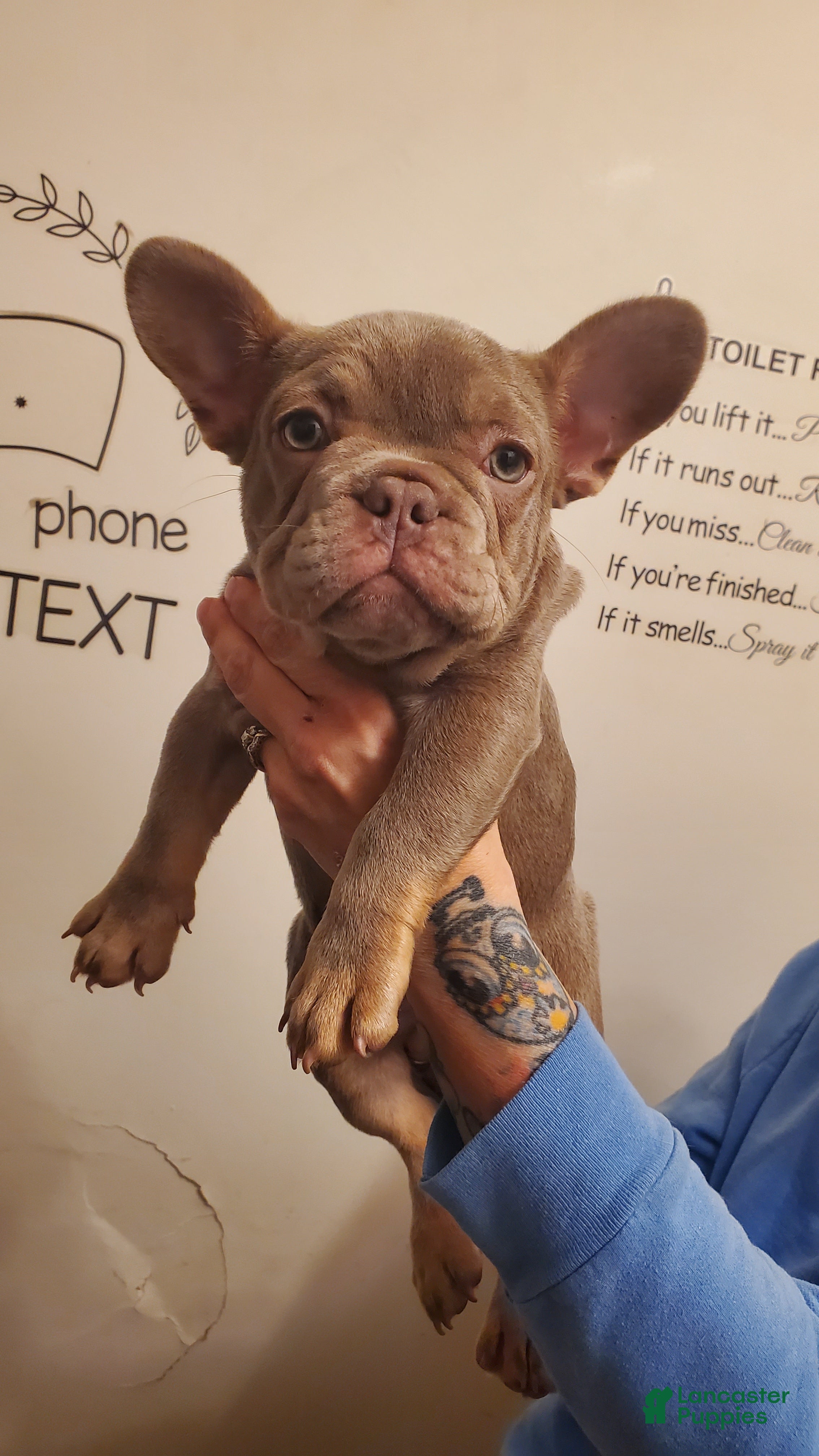 French Bulldog dogs Bella - Ad 1