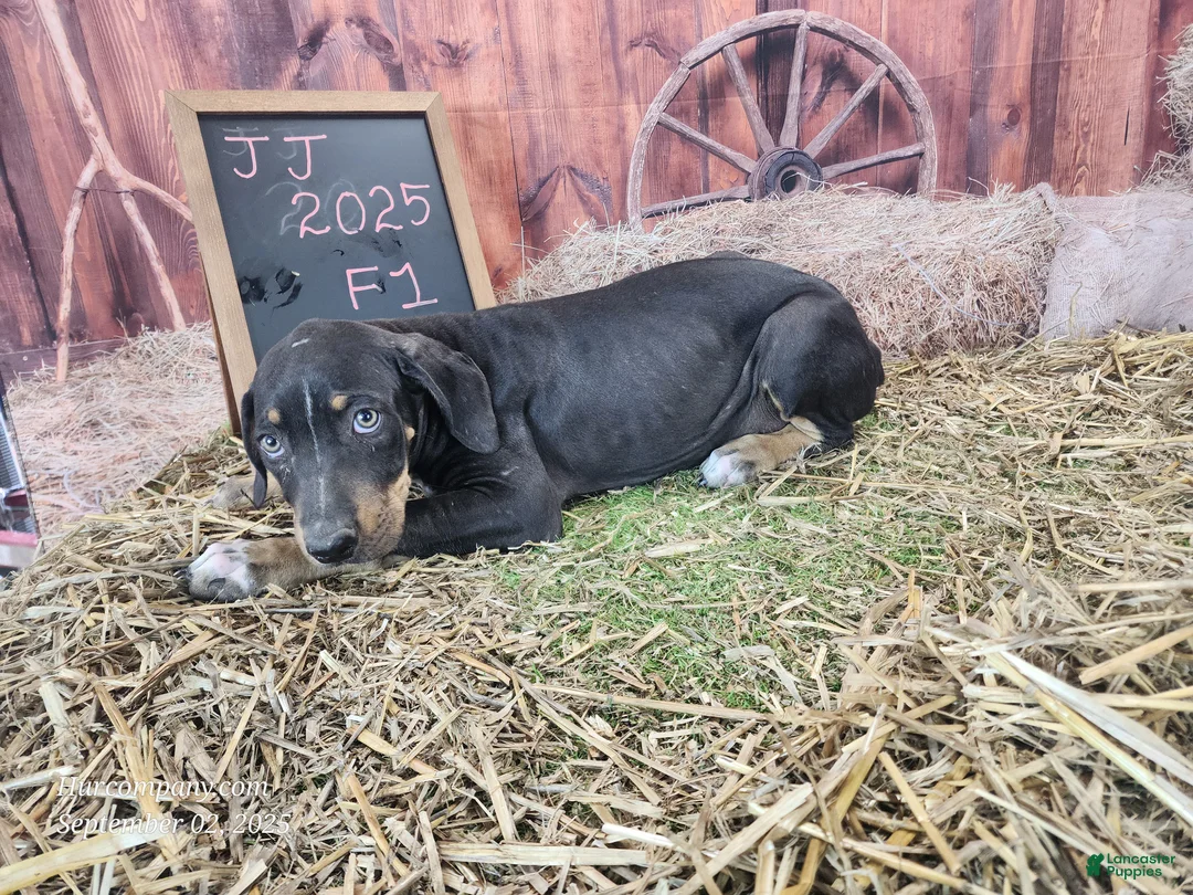 Catahoula Leopard Dog dogs for sale: JJ 2025 Female 1 "Mittens" - Ad 15