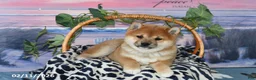 Shiba Inu dogs for sale: Billy Jo - Ad 4