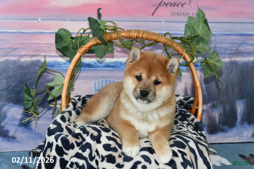 Shiba Inu dogs for sale: Billy Jo - Ad 4