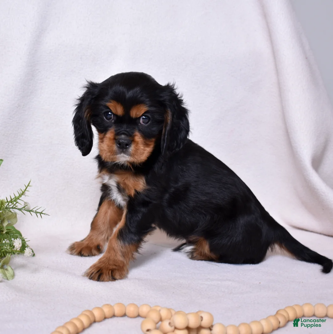 Cavalier King Charles Spaniel dogs for sale: Blaze | Genetically Screened  - Ad 12