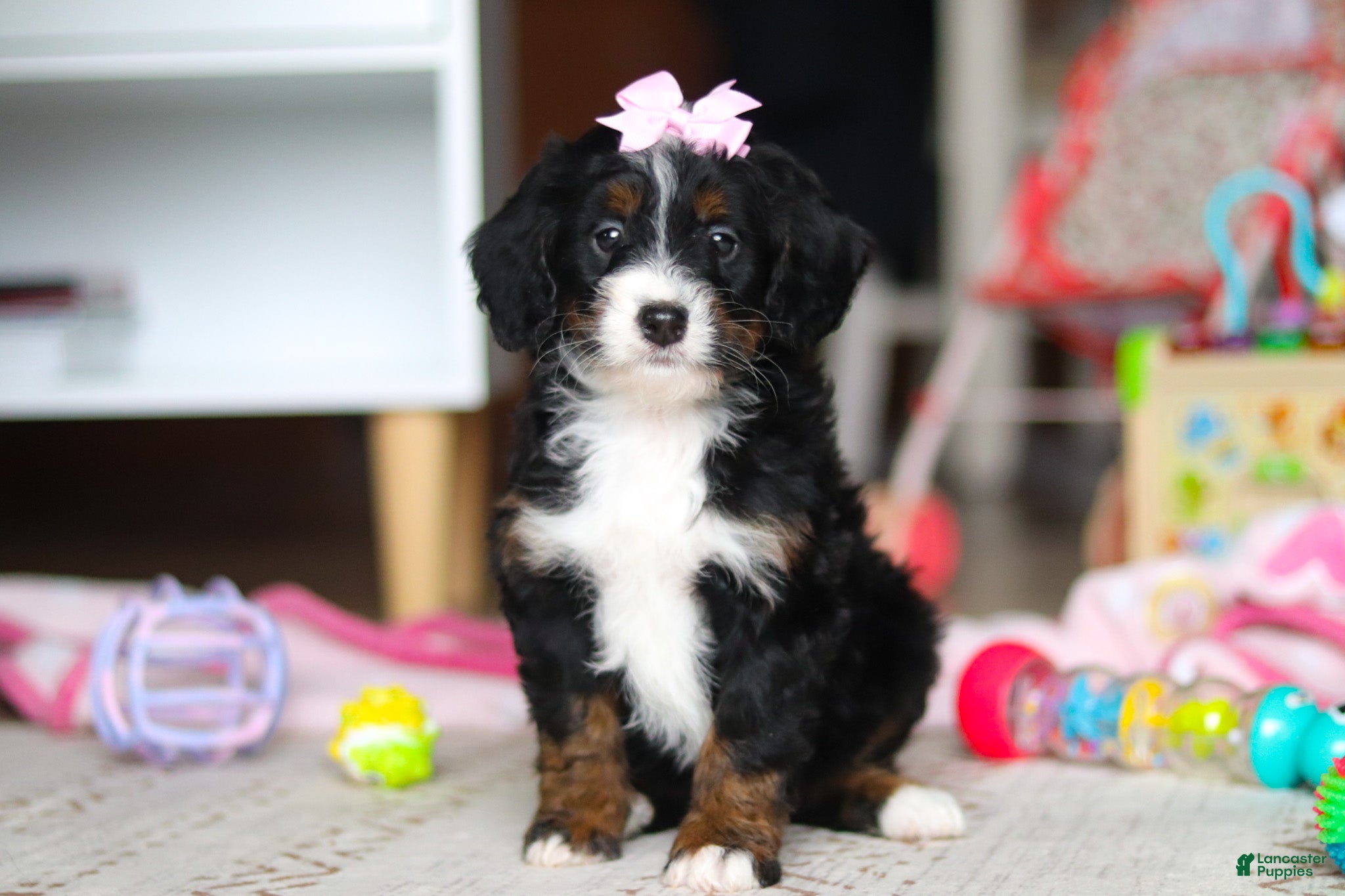 Mini Bernedoodle dogs Everest - Ad 1