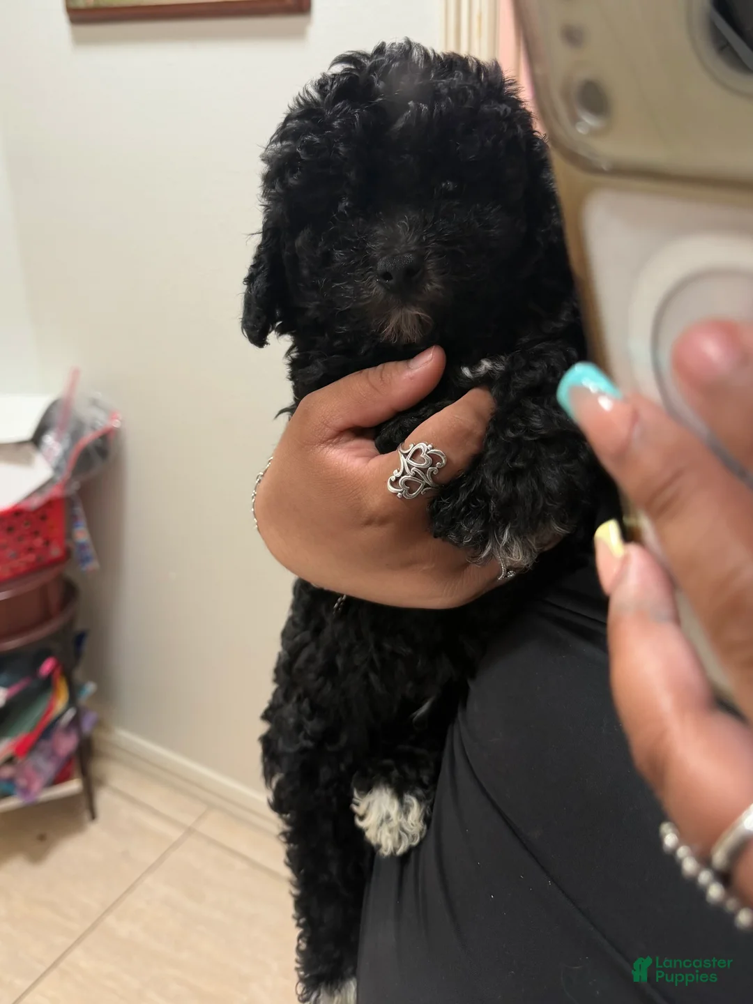 Maltipoo dogs for sale: Mixed Breed Puppy 1 - Ad 2